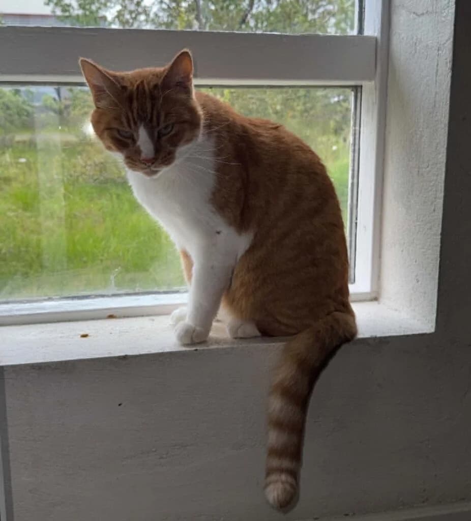 Mósi 12 ára – Útiköttur, male Mixed Breed for adoption at Kattholt Iceland, Reykjavik