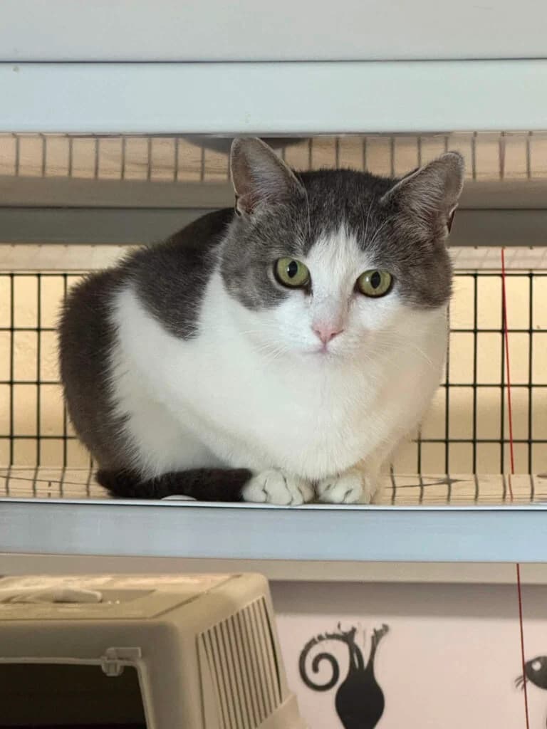 Daisy – Inniköttur, female Mixed Breed for adoption at Kattholt Iceland, Reykjavik
