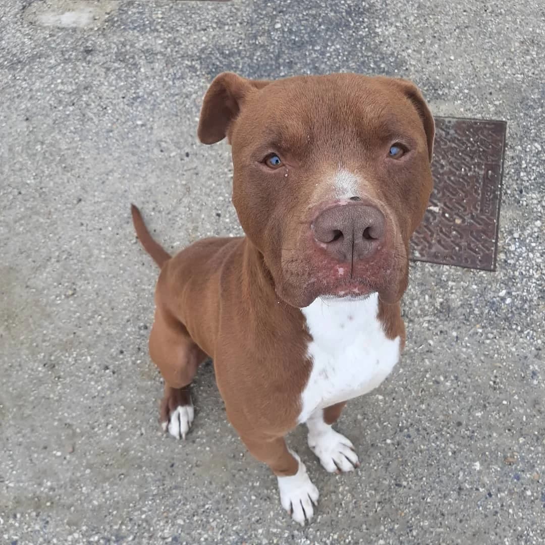 Athos, male Mixed Breed for adoption at Lega del Cane, Rome