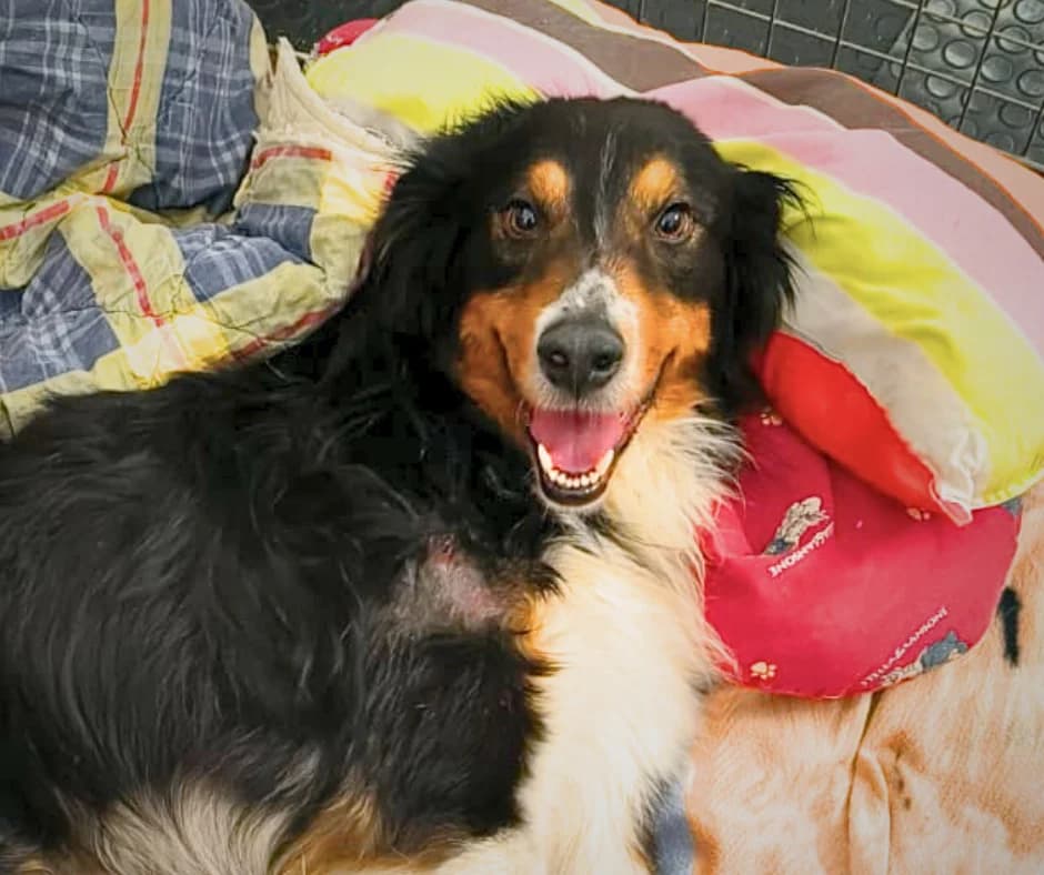 Berto, male Mixed Breed for adoption at Lega del Cane, Rome
