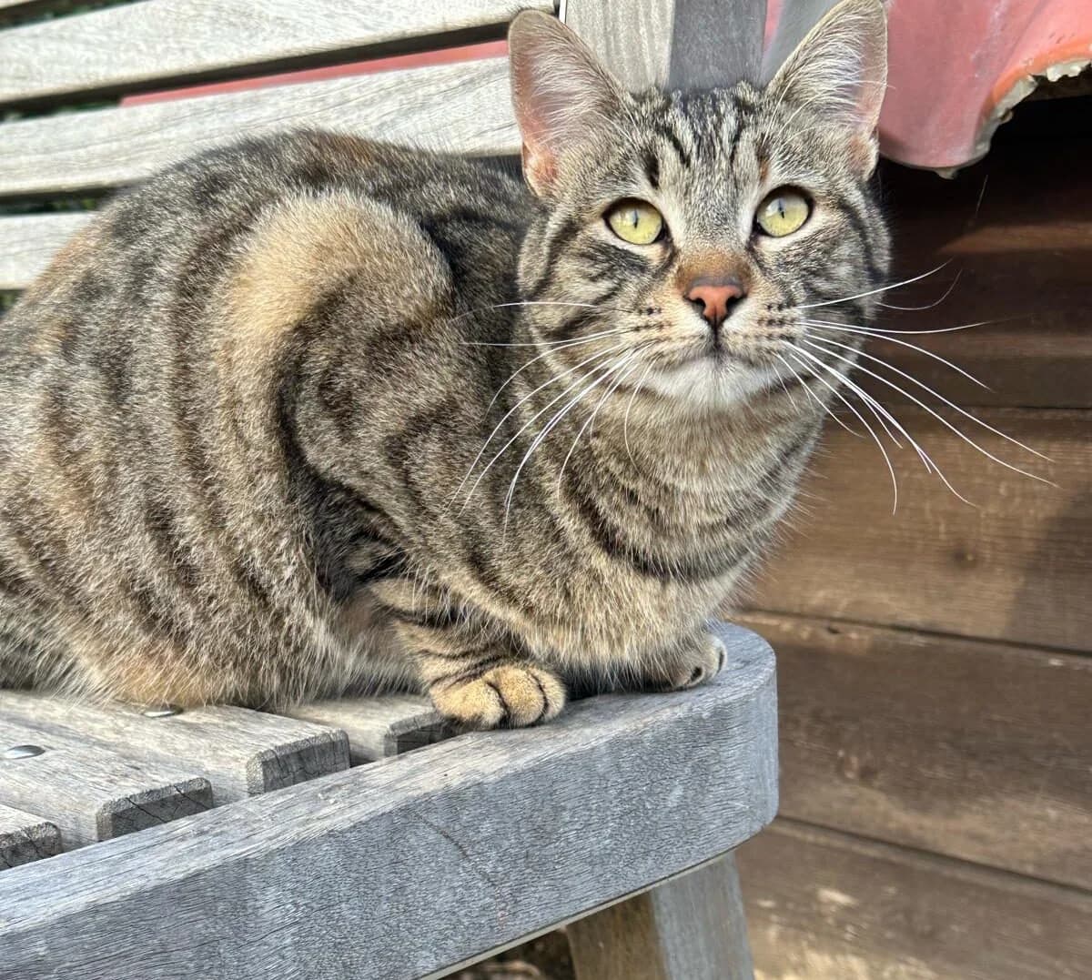 Brunilde, female 3yo Mixed Breed for adoption at A.S.P.A. Onlus