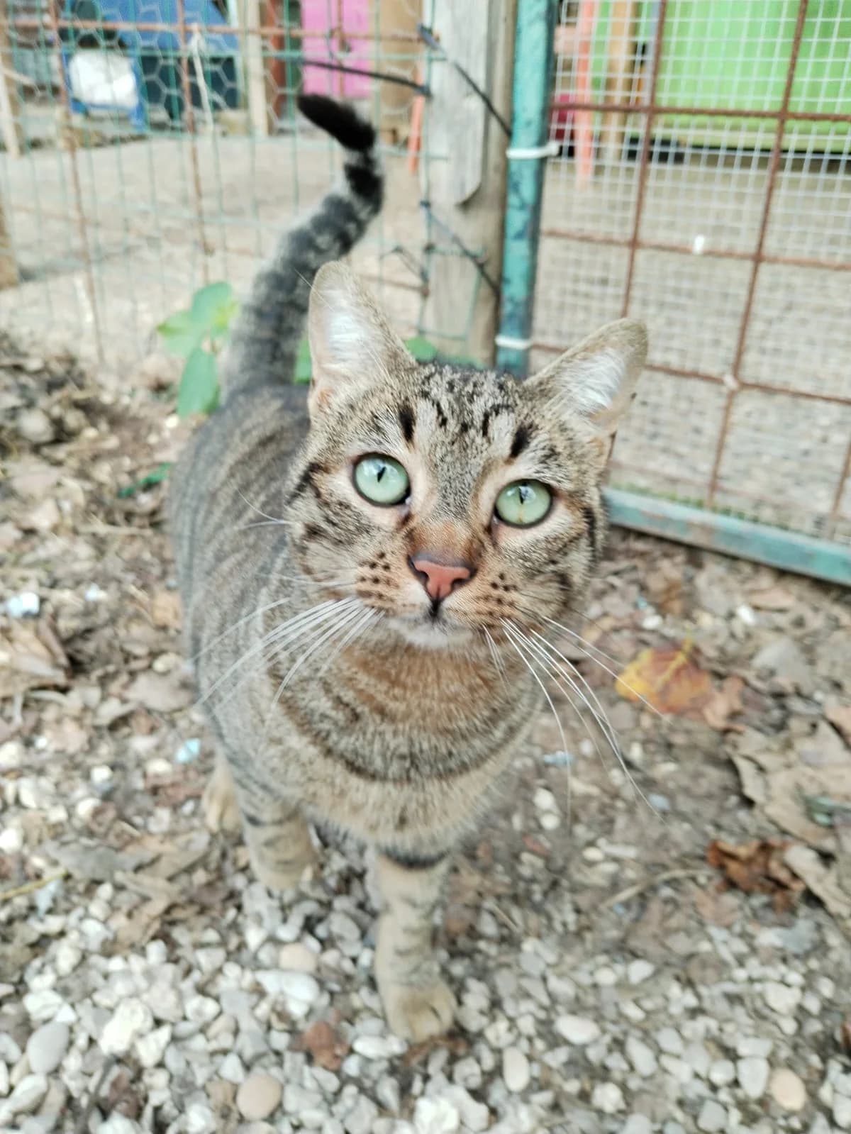 Marcello, 3yo Mixed Breed for adoption at A.S.P.A. Onlus