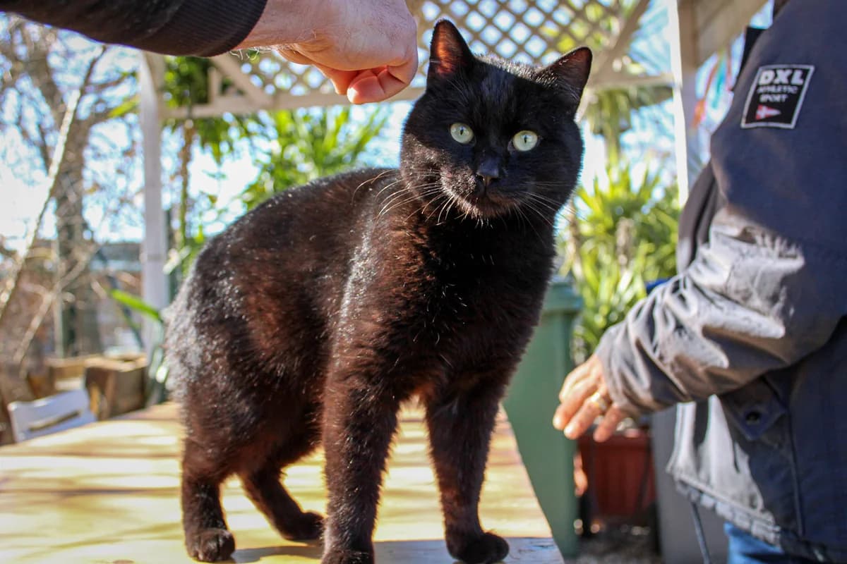 Martino, 3yo Mixed Breed for adoption at A.S.P.A. Onlus