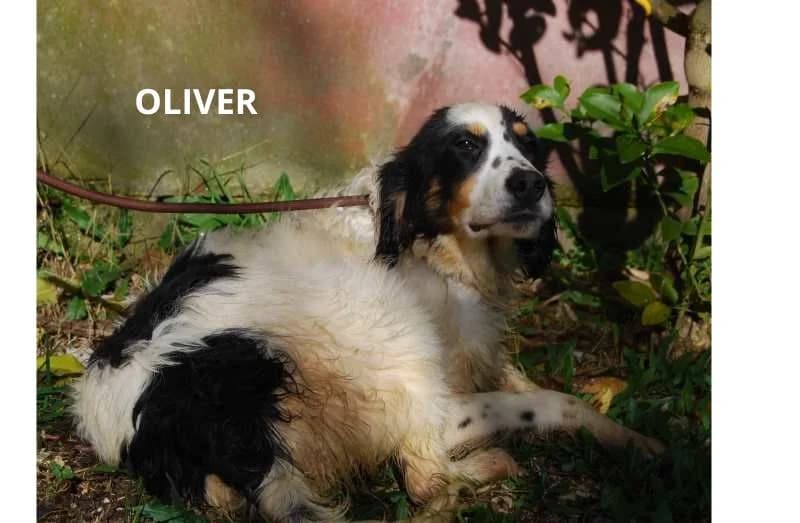 OLIVER, Mixed Breed for adoption at ACL ODV Roma