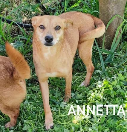 ANNETTA, Mixed Breed for adoption at ACL ODV Roma