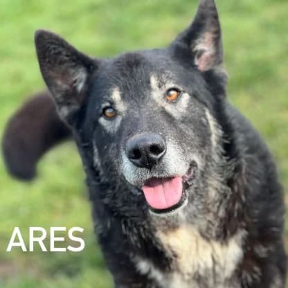 ARES, Mixed Breed for adoption at ACL ODV Roma