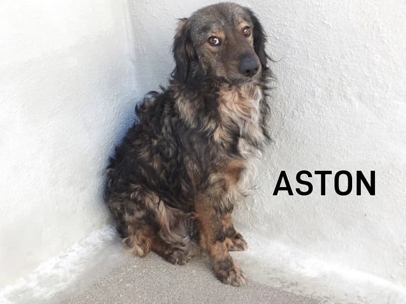 ASTON, Mixed Breed for adoption at ACL ODV Roma
