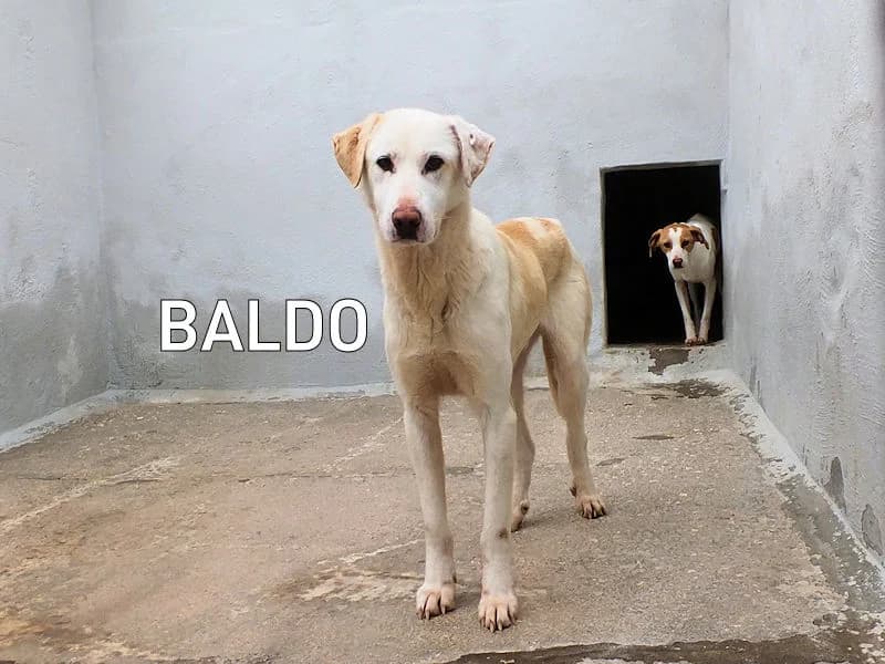 BALDO, Mixed Breed for adoption at ACL ODV Roma