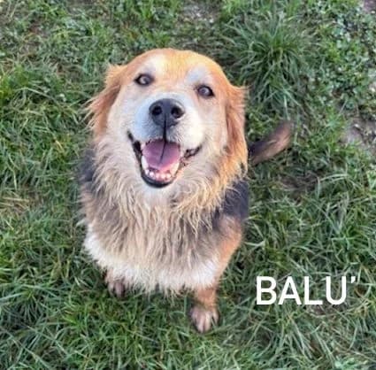 BALUโ, Mixed Breed for adoption at ACL ODV Roma