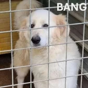 BANG, Mixed Breed for adoption at ACL ODV Roma