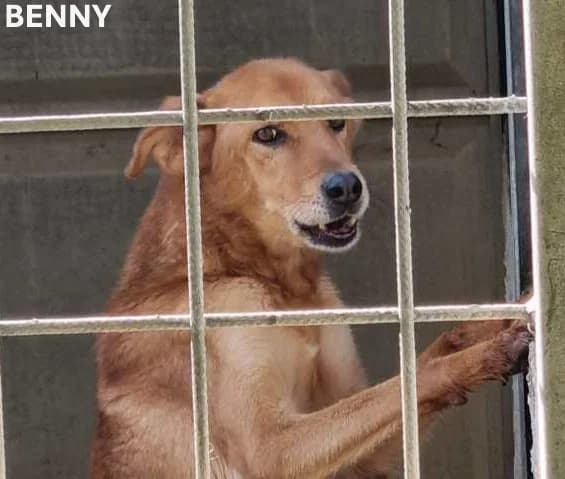 BENNY, Mixed Breed for adoption at ACL ODV Roma