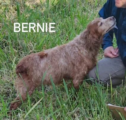 BERNIE, Mixed Breed for adoption at ACL ODV Roma