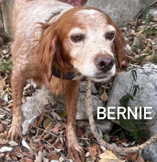 BERNIE, Mixed Breed for adoption at ACL ODV Roma
