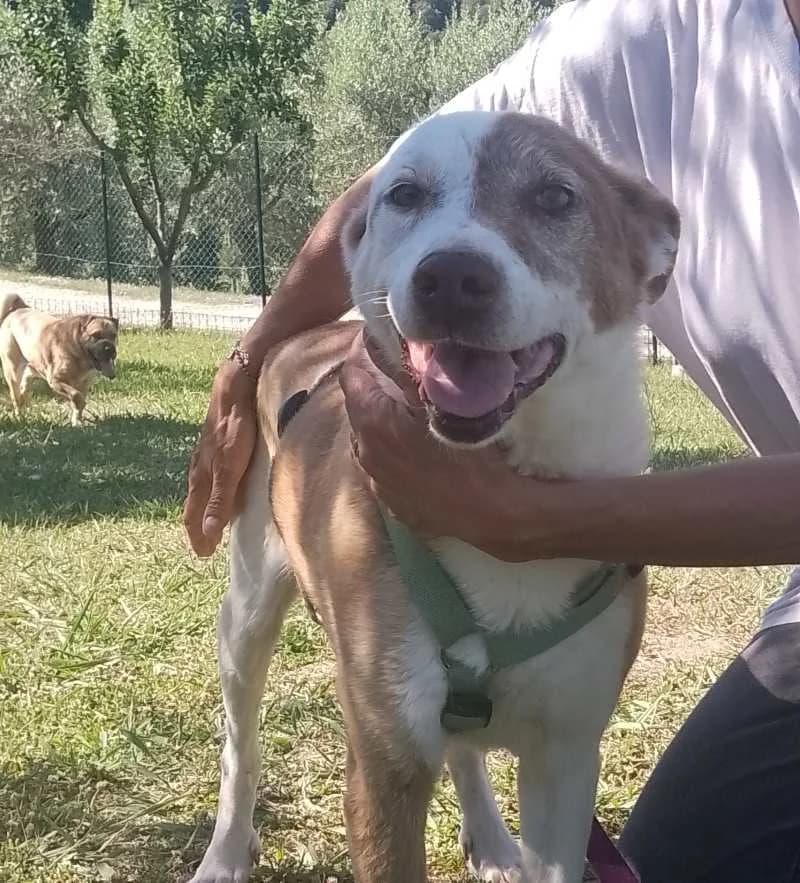 BETTA, Mixed Breed for adoption at ACL ODV Roma
