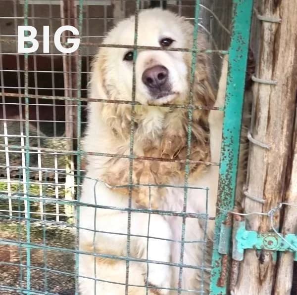 BIG, Mixed Breed for adoption at ACL ODV Roma