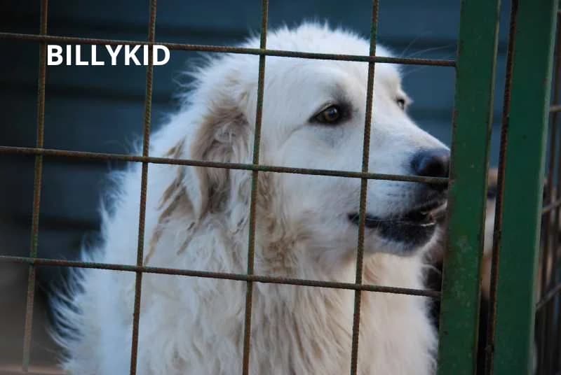 BILLY, Mixed Breed for adoption at ACL ODV Roma