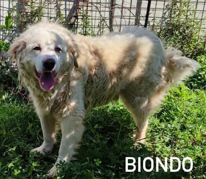 BIONDO, Mixed Breed for adoption at ACL ODV Roma