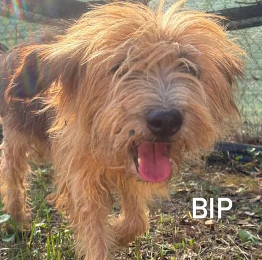 BIP, Mixed Breed for adoption at ACL ODV Roma