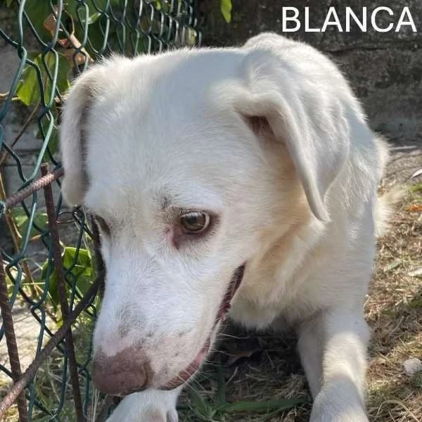 BLANCA, Mixed Breed for adoption at ACL ODV Roma