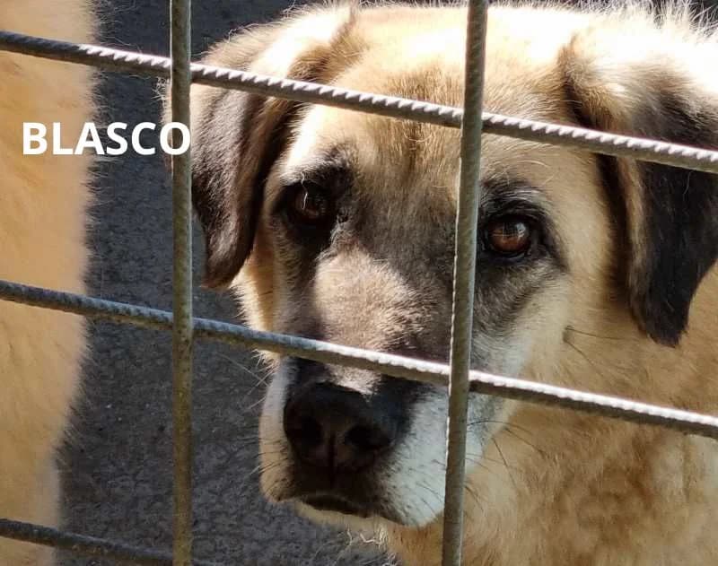 BLASCO, Mixed Breed for adoption at ACL ODV Roma