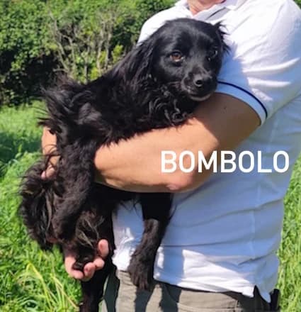 BOMBOLO, Mixed Breed for adoption at ACL ODV Roma