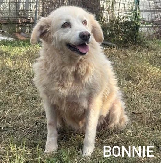 BONNIE, Mixed Breed for adoption at ACL ODV Roma