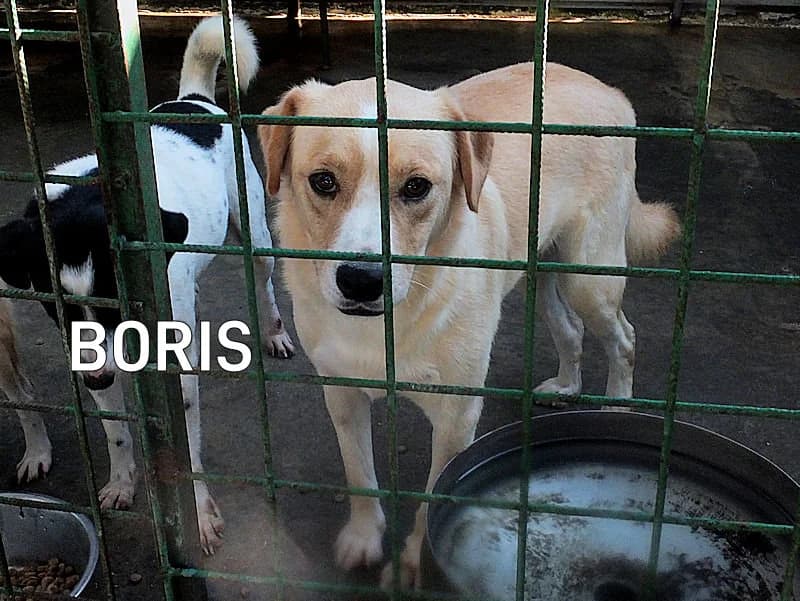 BORIS, Mixed Breed for adoption at ACL ODV Roma
