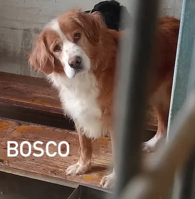 BOSCO, Mixed Breed for adoption at ACL ODV Roma