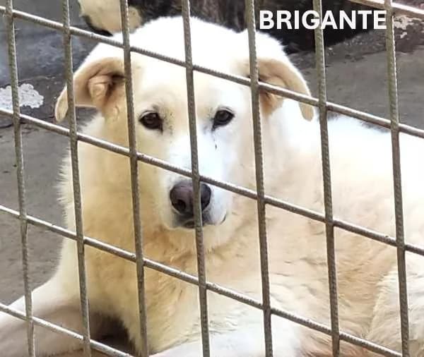 BRIGANTE, Mixed Breed for adoption at ACL ODV Roma