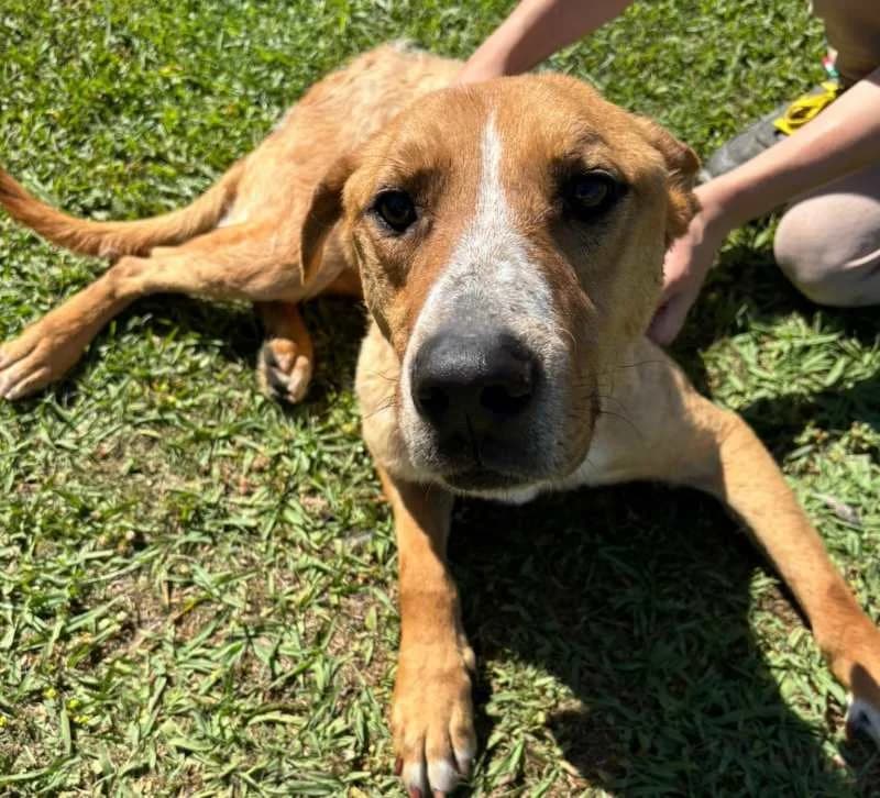 BRUNO, Mixed Breed for adoption at ACL ODV Roma
