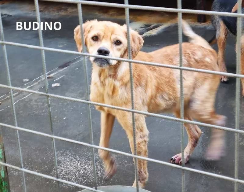 BUDINO, Mixed Breed for adoption at ACL ODV Roma