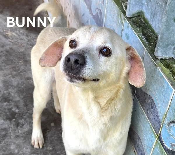 BUNNY, Mixed Breed for adoption at ACL ODV Roma