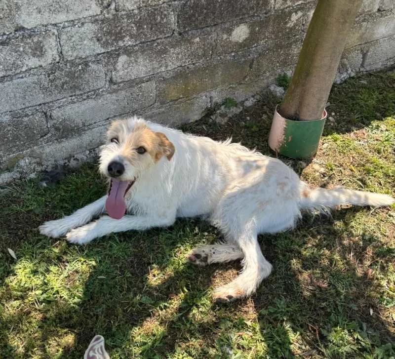 CASPER, Mixed Breed for adoption at ACL ODV Roma