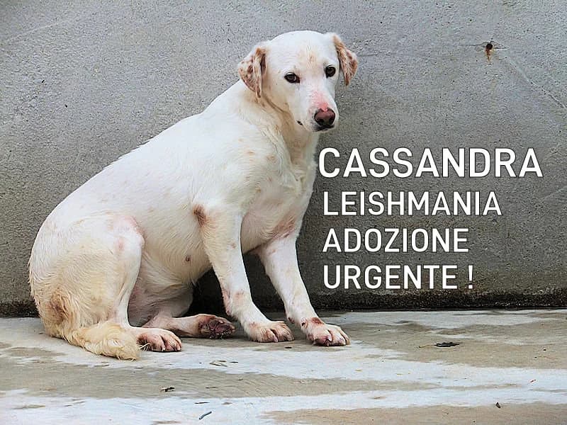 CASSANDRA URGENTE, Mixed Breed for adoption at ACL ODV Roma