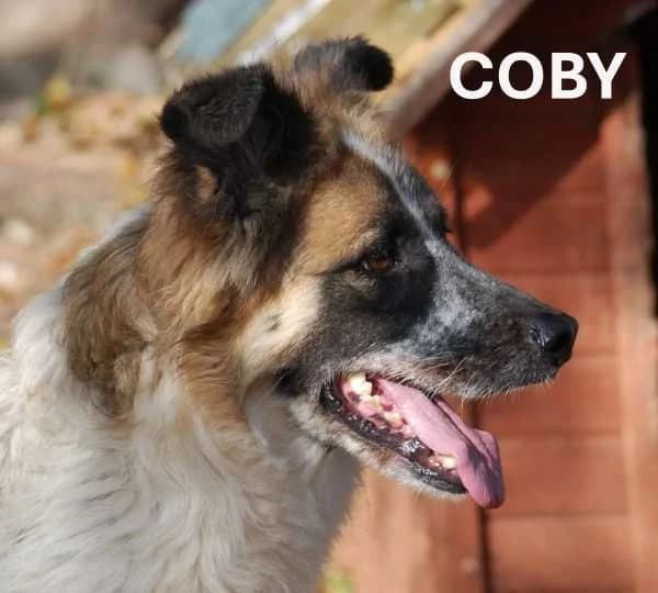 COBY, Mixed Breed for adoption at ACL ODV Roma
