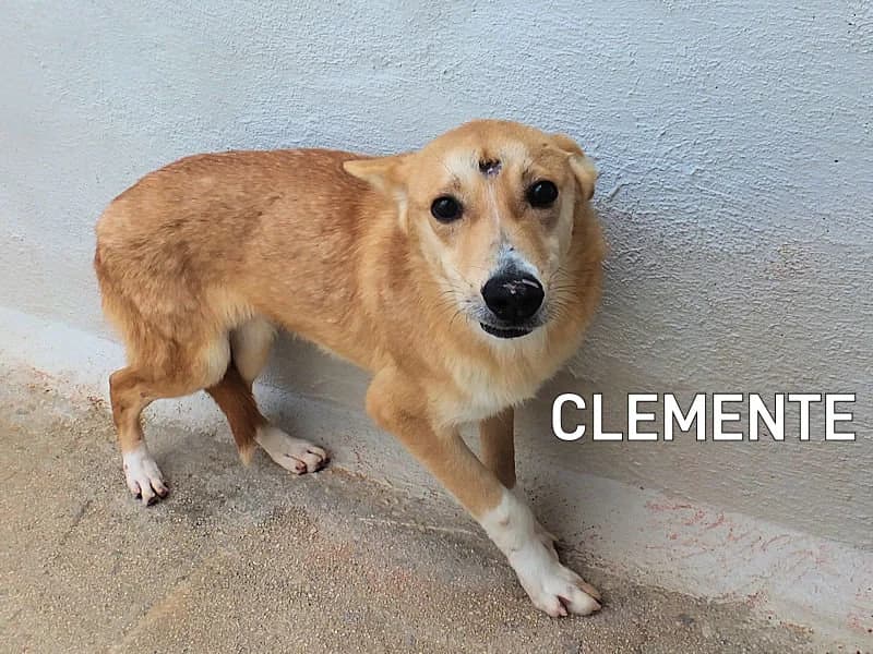 CLEMENTE, Mixed Breed for adoption at ACL ODV Roma