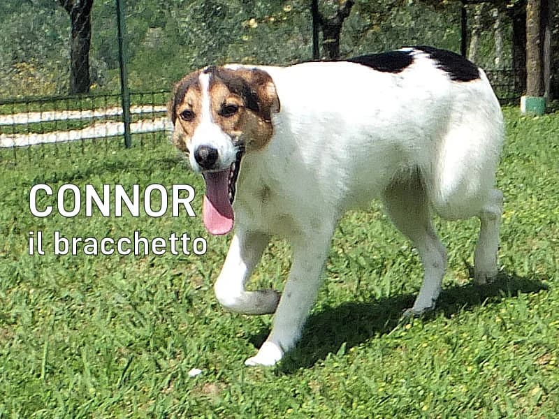 CONNOR, Mixed Breed for adoption at ACL ODV Roma