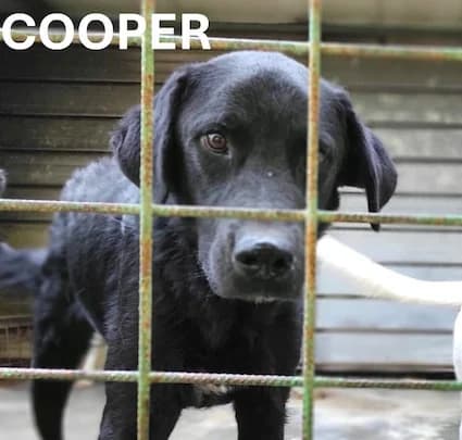 COOPER, Mixed Breed for adoption at ACL ODV Roma