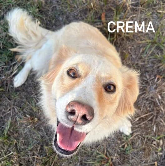 CREMA, Mixed Breed for adoption at ACL ODV Roma