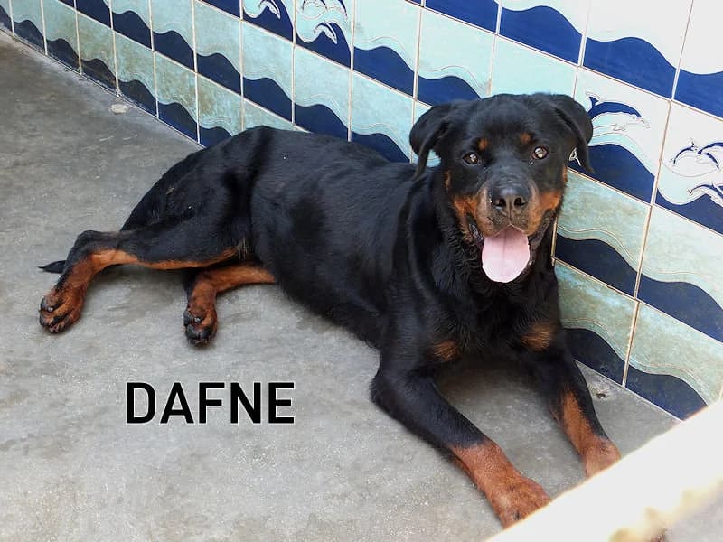 DAFNE, Mixed Breed for adoption at ACL ODV Roma