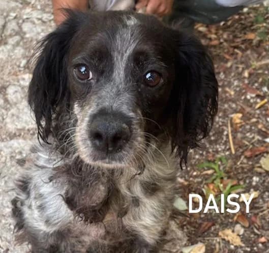 DAISY, Mixed Breed for adoption at ACL ODV Roma