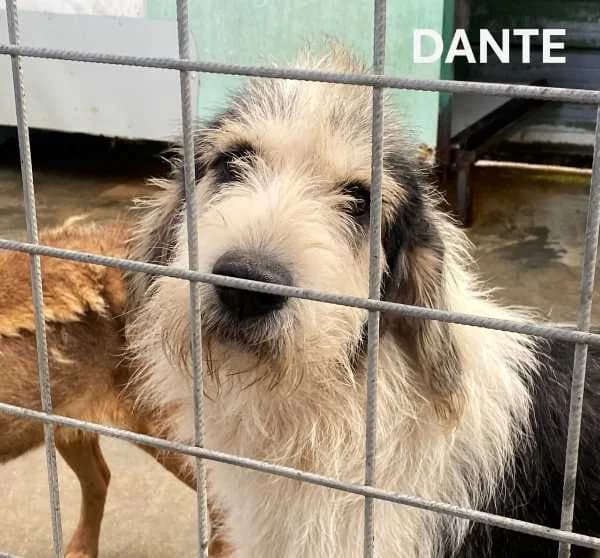 DANTE, Mixed Breed for adoption at ACL ODV Roma