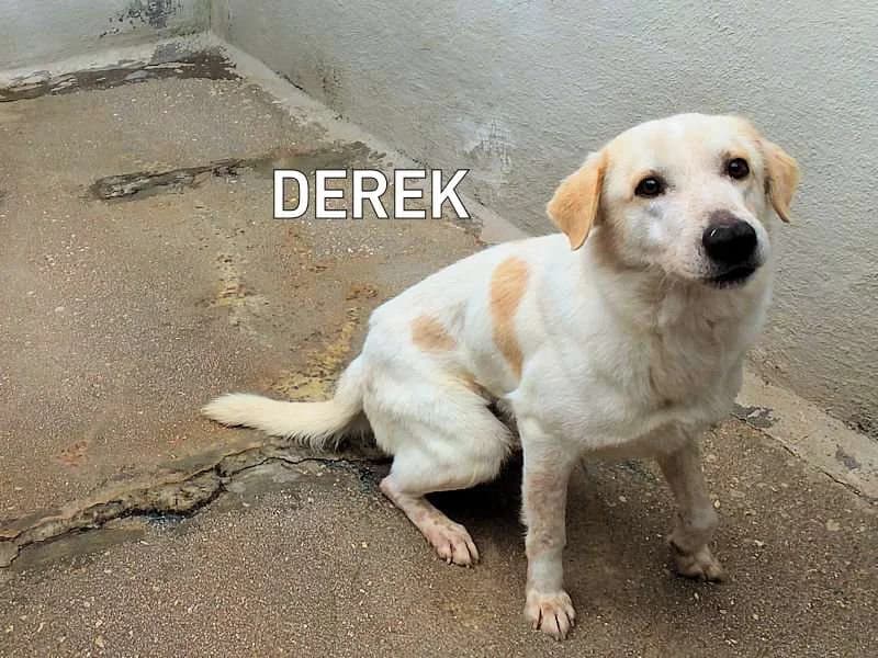 DEREK, Mixed Breed for adoption at ACL ODV Roma