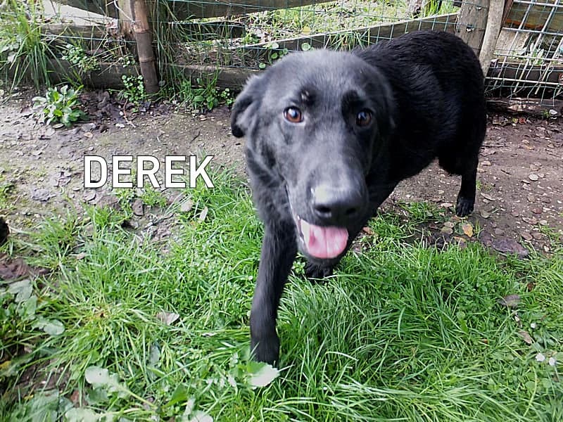 DEREK, Mixed Breed for adoption at ACL ODV Roma