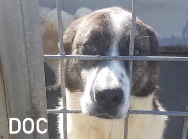 DOC, Mixed Breed for adoption at ACL ODV Roma