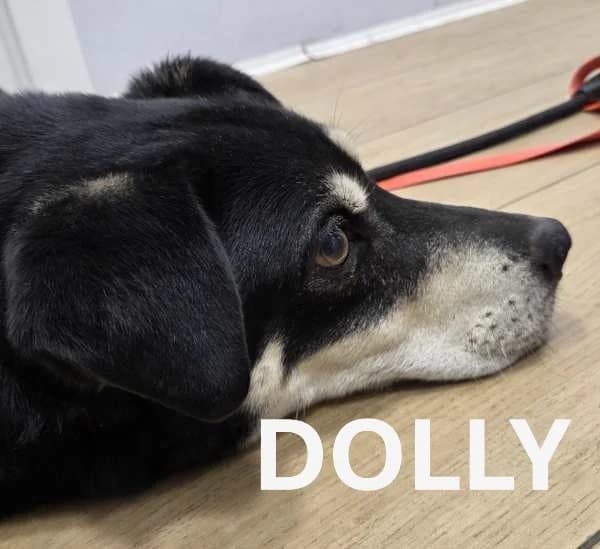 DOLLY, Mixed Breed for adoption at ACL ODV Roma