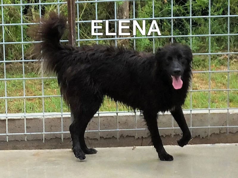 ELENA, Mixed Breed for adoption at ACL ODV Roma