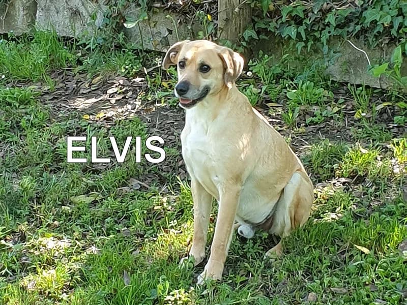 ELVIS, Mixed Breed for adoption at ACL ODV Roma