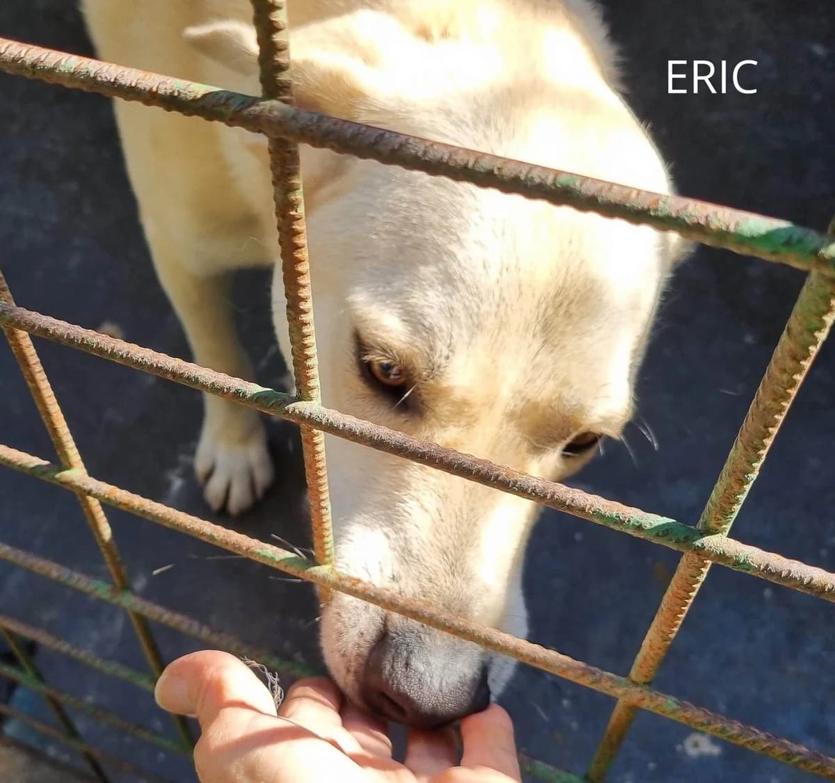 ERIC, Mixed Breed for adoption at ACL ODV Roma