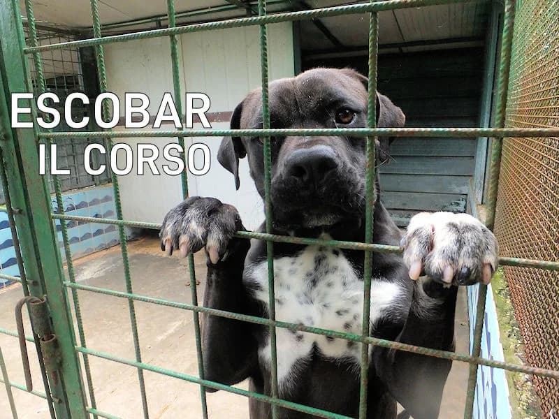 ESCOBAR, Mixed Breed for adoption at ACL ODV Roma